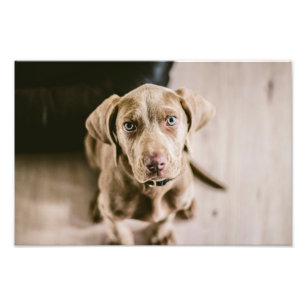 Dog portret foto afdruk