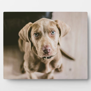 Dog portret fotoplaat