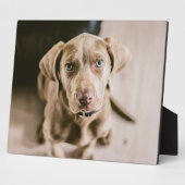 Dog portret fotoplaat (Zijkant)