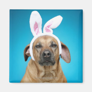 Dog portret met paasbroodoren magneet
