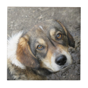 Dog portret tegeltje