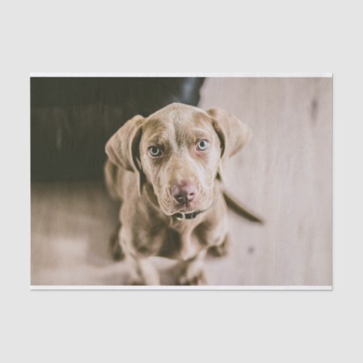 Dog portret tissuepapier (Voorkant)