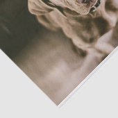 Dog portret tissuepapier (Detail)