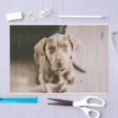 Dog portret tissuepapier (Craft)