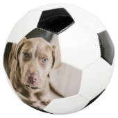 Dog portret voetbal (Drie kwart)