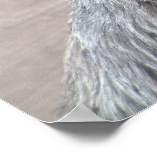 Dog Poster (Hoek)