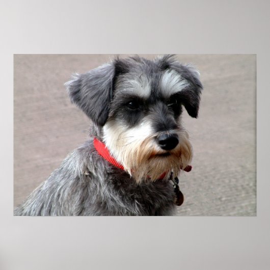 Dog Poster (Voorkant)
