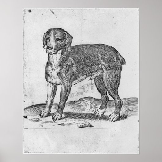 Dog Poster (Voorkant)