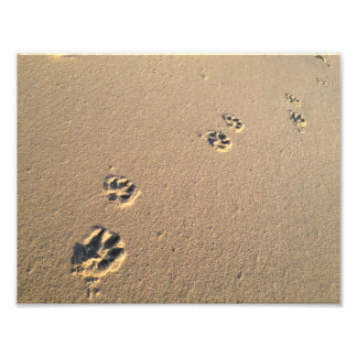 Dog Print in de zand Foto Afdruk