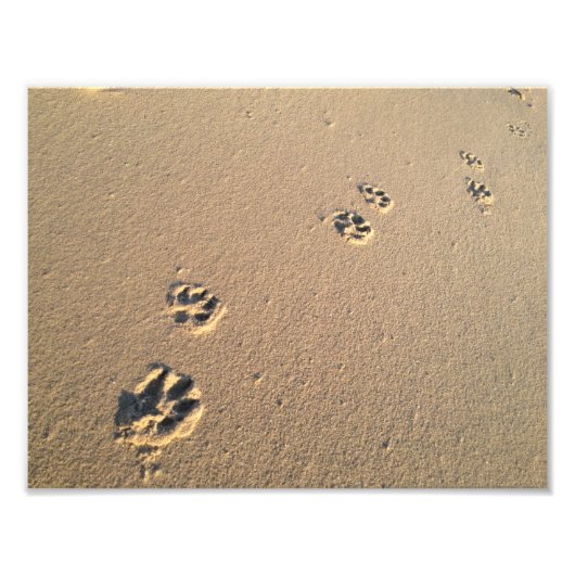 Dog Print in de zand Foto Afdruk (Voorkant)