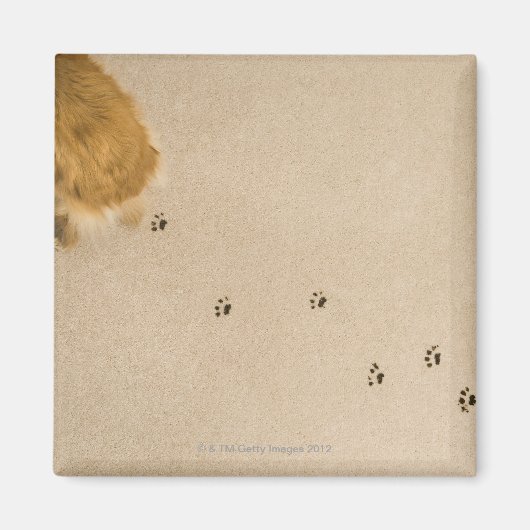 Dog Prints op tapijt Magneet (Voorkant)