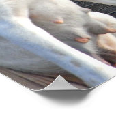 Dog Quote Poster - Erica Jong (Hoek)