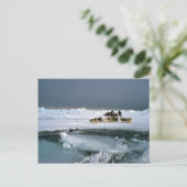 Dog reist op ijs, Ellesmere Island, Northwest Ter Briefkaart (Staand voorkant)