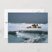 Dog reist op ijs, Ellesmere Island, Northwest Ter Briefkaart (Voorkant / Achterkant)