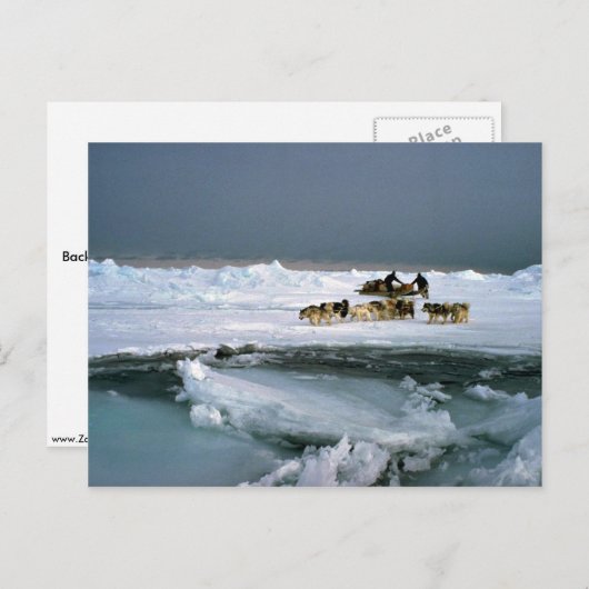 Dog reist op ijs, Ellesmere Island, Northwest Ter Briefkaart (Voorkant / Achterkant)