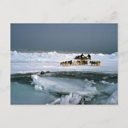 Dog reist op ijs, Ellesmere Island, Northwest Ter Briefkaart (Voorkant)