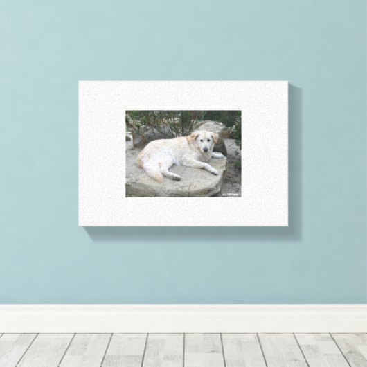 Dog Resting On A Rock Canvas Afdruk (Insitu (Houten vloer))