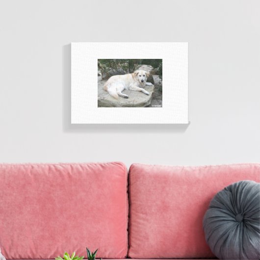 Dog Resting On A Rock Canvas Afdruk (Insitu (Woonkamer))