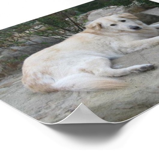 Dog Resting On A Rock Poster (Hoek)
