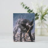 Dog Shaking Water uit zijn coat Briefkaart (Staand voorkant)