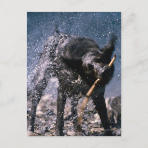 Dog Shaking Water uit zijn coat Briefkaart