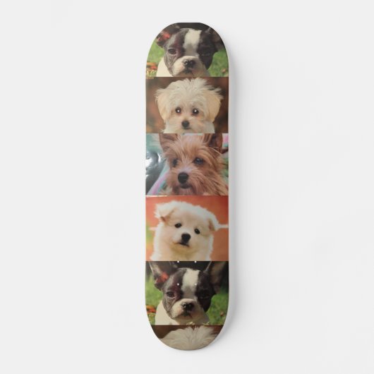 Dog skateboard (Voorkant)