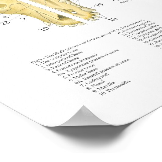 Dog Skelet Anatomy Poster 18 x 24 inch (Hoek)