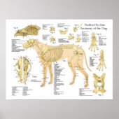 Dog Skelet Anatomy Poster 18 x 24 inch (Voorkant)