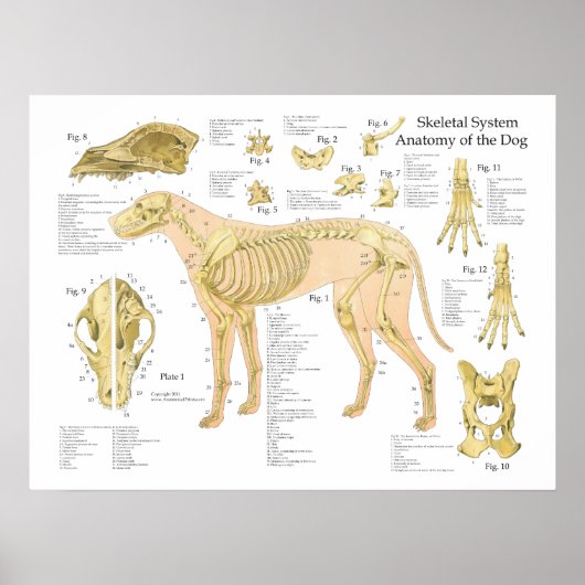 Dog Skelet Anatomy Poster 18 x 24 inch (Voorkant)