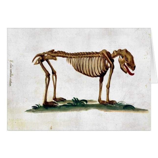  Dog Skeleton (Voorkant Horizontaal)