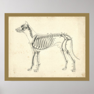 Dog Skeleton Botten Veterinary Anatomy Print