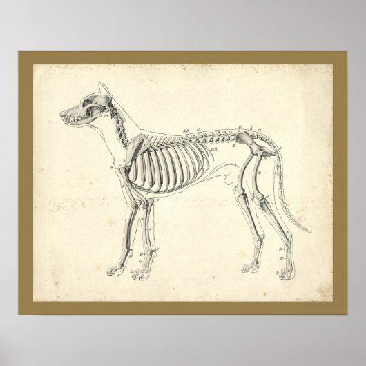Dog Skeleton Botten Veterinary Anatomy Print (Voorkant)