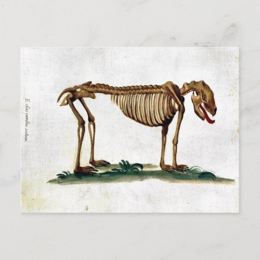  Dog Skeleton Briefkaart (Voorkant)