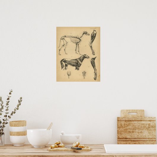 Dog Skeletspieren Anatomie 1908  afdrukken Poster (Keuken)