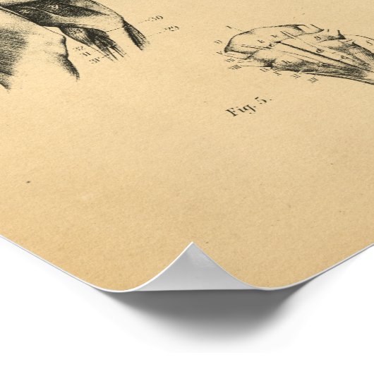 Dog Skeletspieren Anatomie 1908 afdrukken Poster (Hoek)