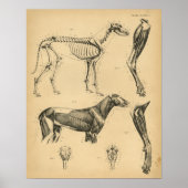 Dog Skeletspieren Anatomie 1908 afdrukken Poster (Voorkant)