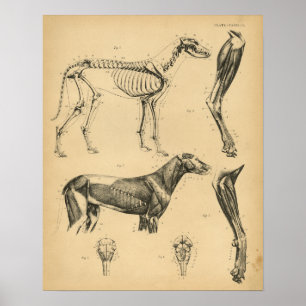 Dog Skeletspieren Anatomie 1908  afdrukken Poster