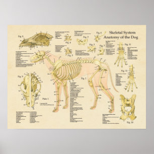 Dog Skeletspierstelsel Botten Anatomie Grafiek Poster