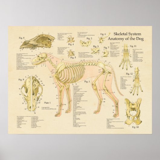 Dog Skeletspierstelsel Botten Anatomie Grafiek Poster (Voorkant)