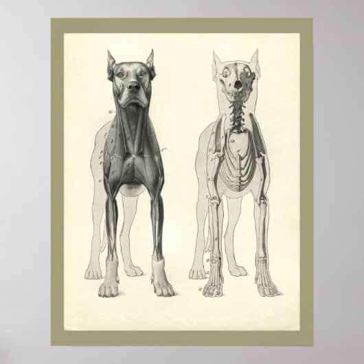 Dog Skull Legs Skelet Muskelet Anatomie Afdrukken Poster (Voorkant)