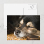Dog slapen 2 briefkaart (Voorkant / Achterkant)