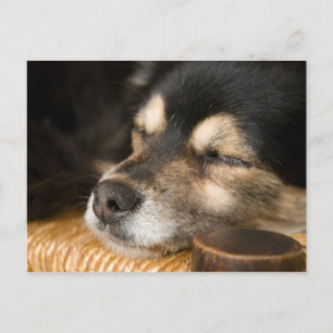 Dog slapen 2 briefkaart
