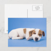 Dog slapen briefkaart (Voorkant / Achterkant)