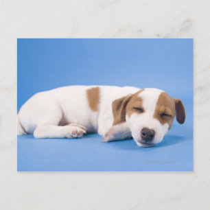 Dog slapen briefkaart