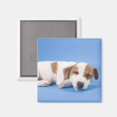Dog slapen magneet (Voorkant / Achterkant)