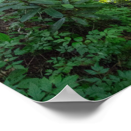 Dog Slaughter Creek, Kentucky Poster (Hoek)