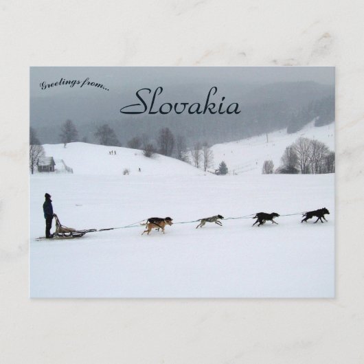 Dog Sled Team in Winter in Slovakia Briefkaart (Voorkant)