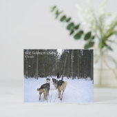 Dog Sledding in Quebec, Canada Briefkaart (Staand voorkant)