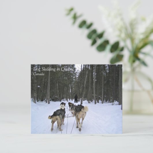 Dog Sledding in Quebec, Canada Briefkaart (Staand voorkant)