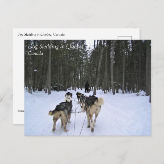Dog Sledding in Quebec, Canada Briefkaart (Voorkant / Achterkant)